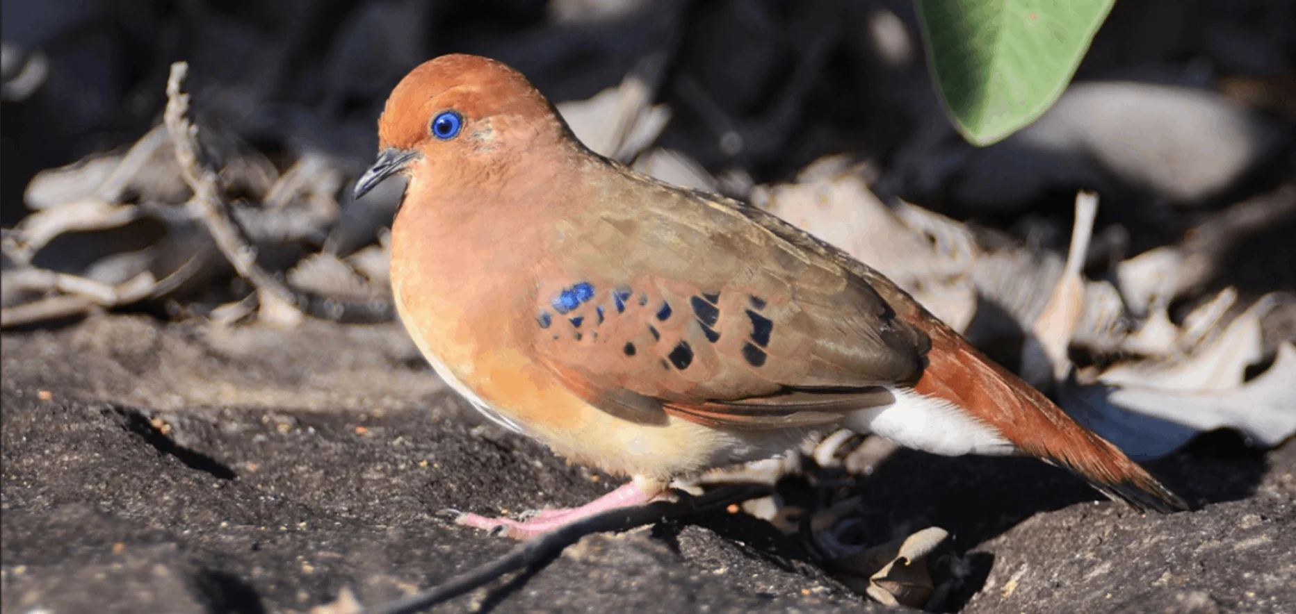 A close-up of an adult Blue-eyed Ground Dove standing on a rock