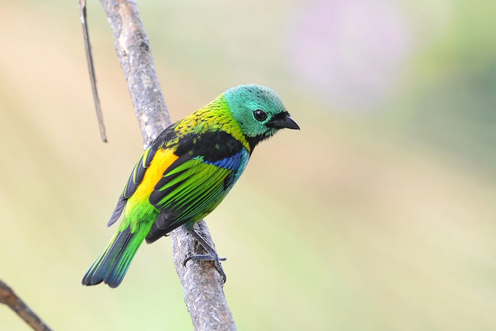 An adult Green-headed Tanager sits on a branch