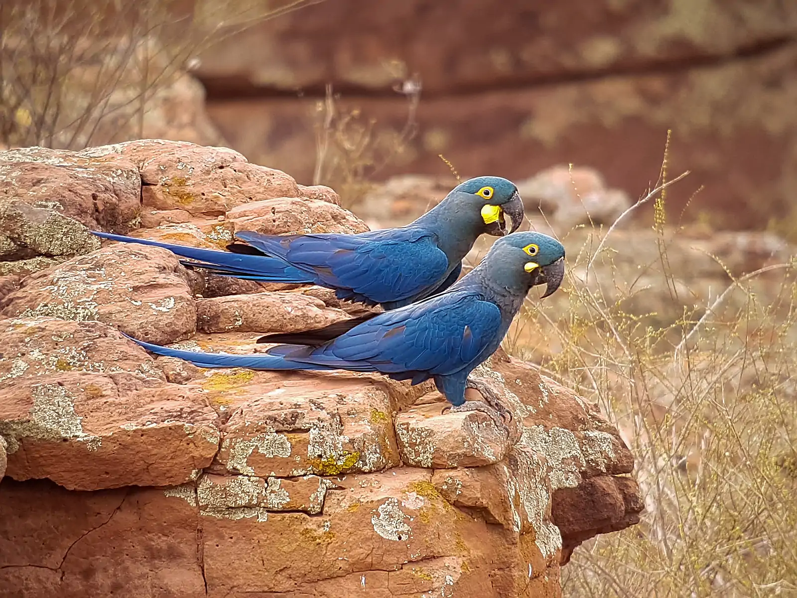 A pair of Lear's Macaws perch on a red sandstone cliff