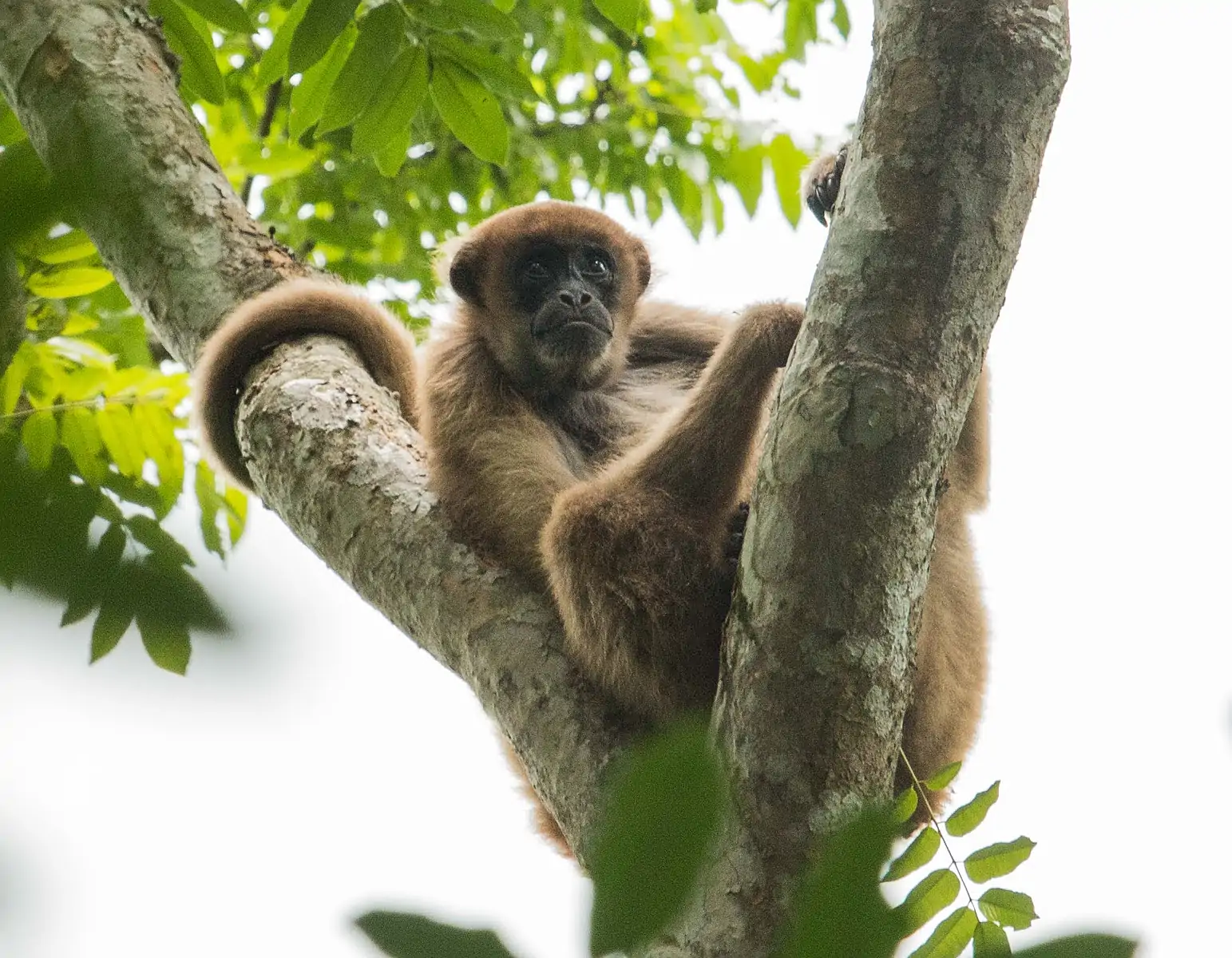 A Southern Muriqui monkey lounges in a tree