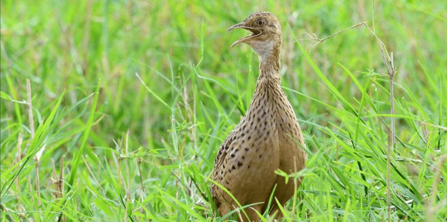 A Spotted Nothura (bird) stands in a grassy savanna with its beak open, singing