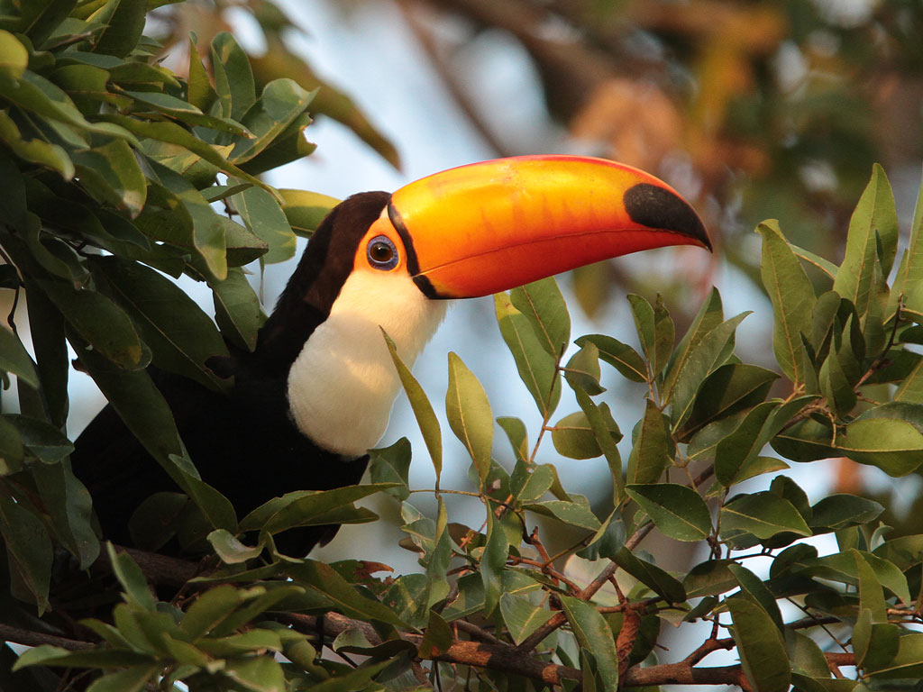 A Toco Toucan sits amidst foliage