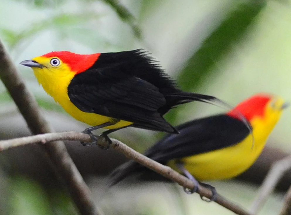 two male Wire-tailed Manakins perch on a branch