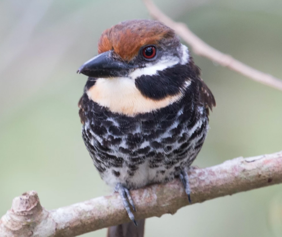 a Spotted Puffbird stares at the viewer