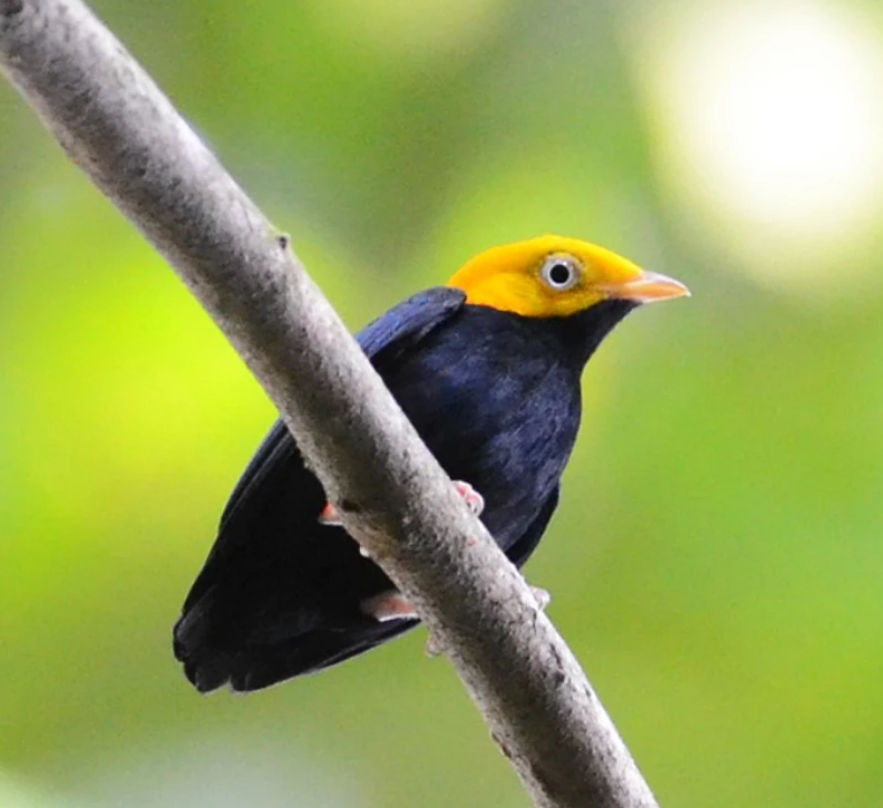 a black-bodied, yellow-headed male Golden-headed Manakin