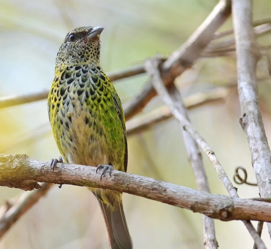 a Spotted Tanager perches on a branch, looking to its left