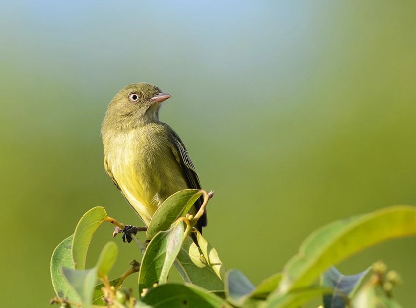 Chico's Tyrannulet perching