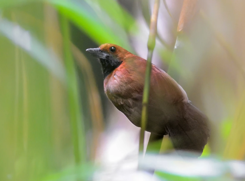 female Rondonia Bushbird perching