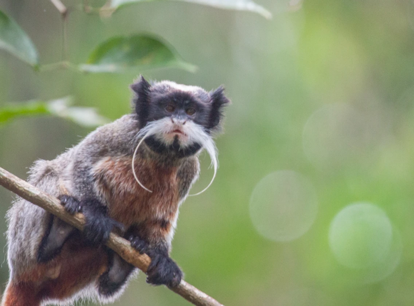 Emperor Tamarin monkey with a moustache