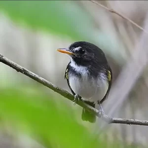 a tiny Black-and-white Tody-Flycatcher sits on a branch