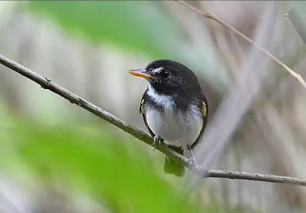 Black-and-white Tody-Tyrant perching on a branch