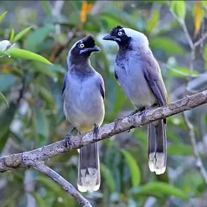 a pair of Campina Jays sit together on a branch