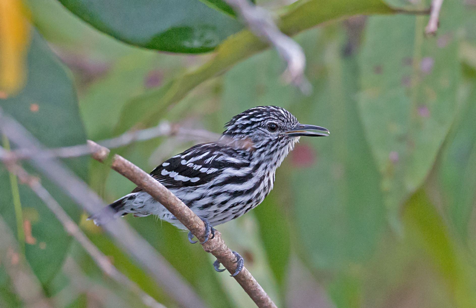 a black-and-white striped male Cherrie's Antwren