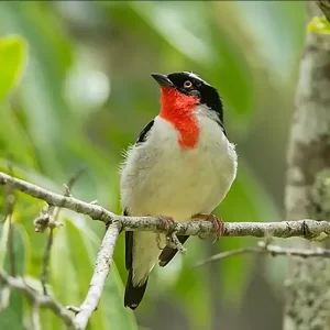 an adult Cherry-throated Tanager sits on a branch
