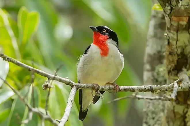 an adult Cherry-throated Tanager sits on a branch
