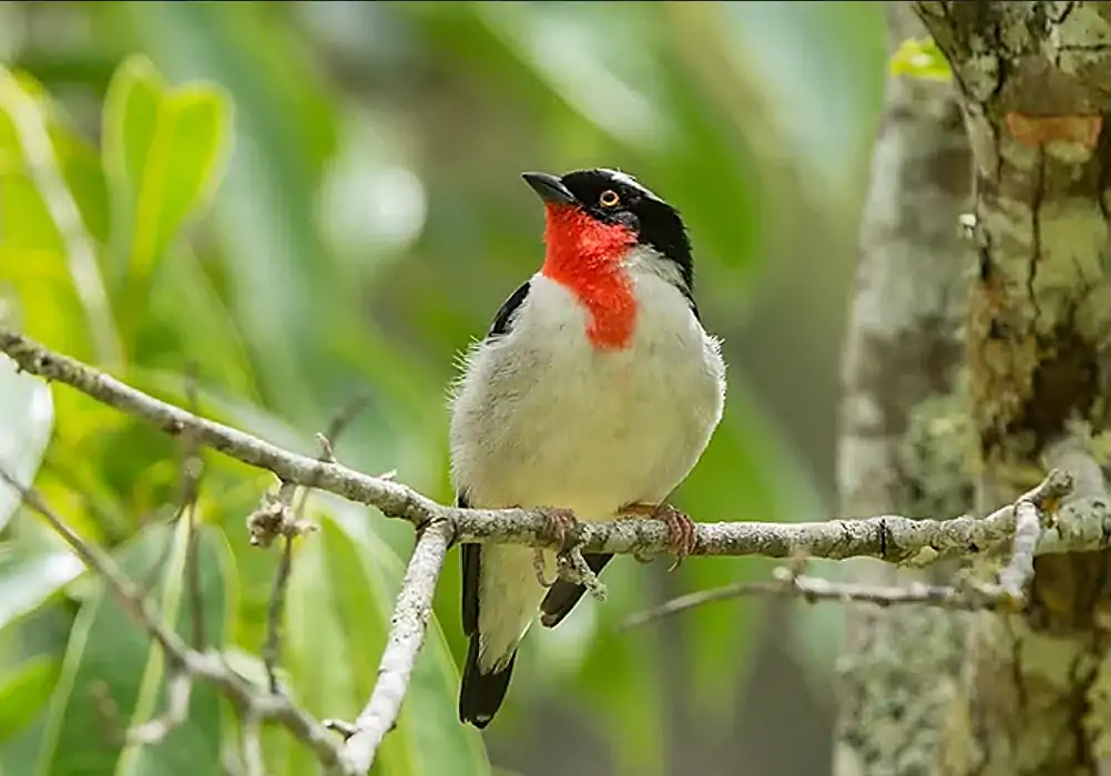 A male Cherry-throated Tanager (Nemosia rourei) perched on a branch