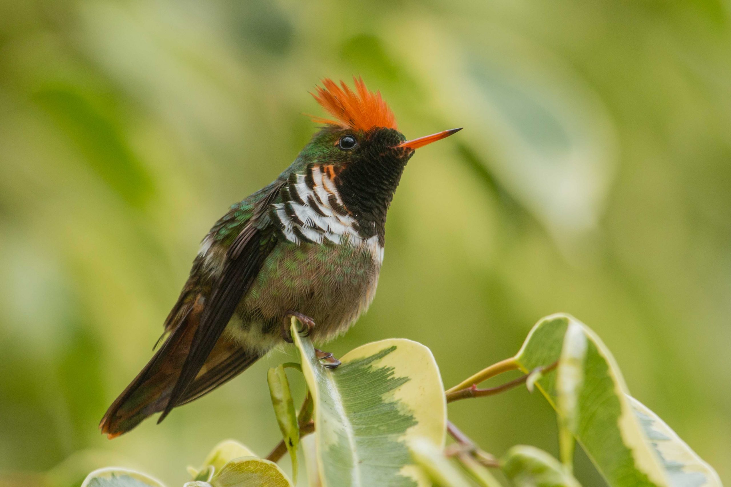 A beautiful male Frilled Coquette perching