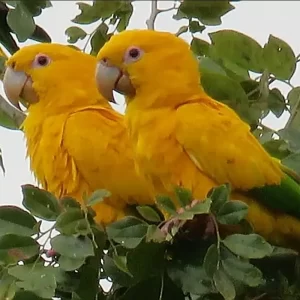 a pair of Golden Parakeets perch together in foliage