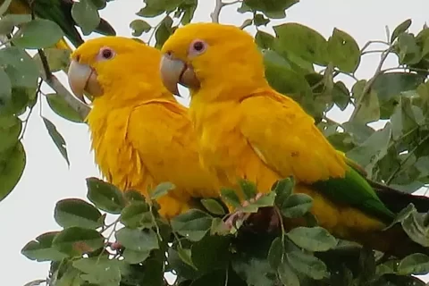 a pair of Golden Parakeets perch together in foliage