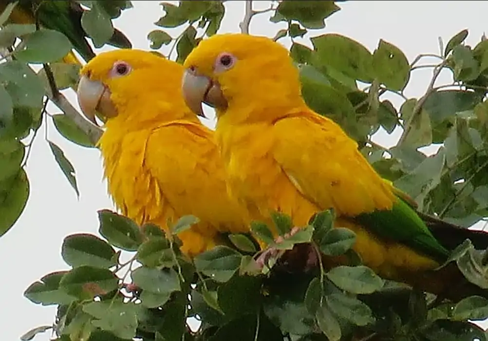 A pair of Golden Parakeets perching together