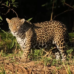 A jaguar stands and looks at the viewer with its eyes narrowed