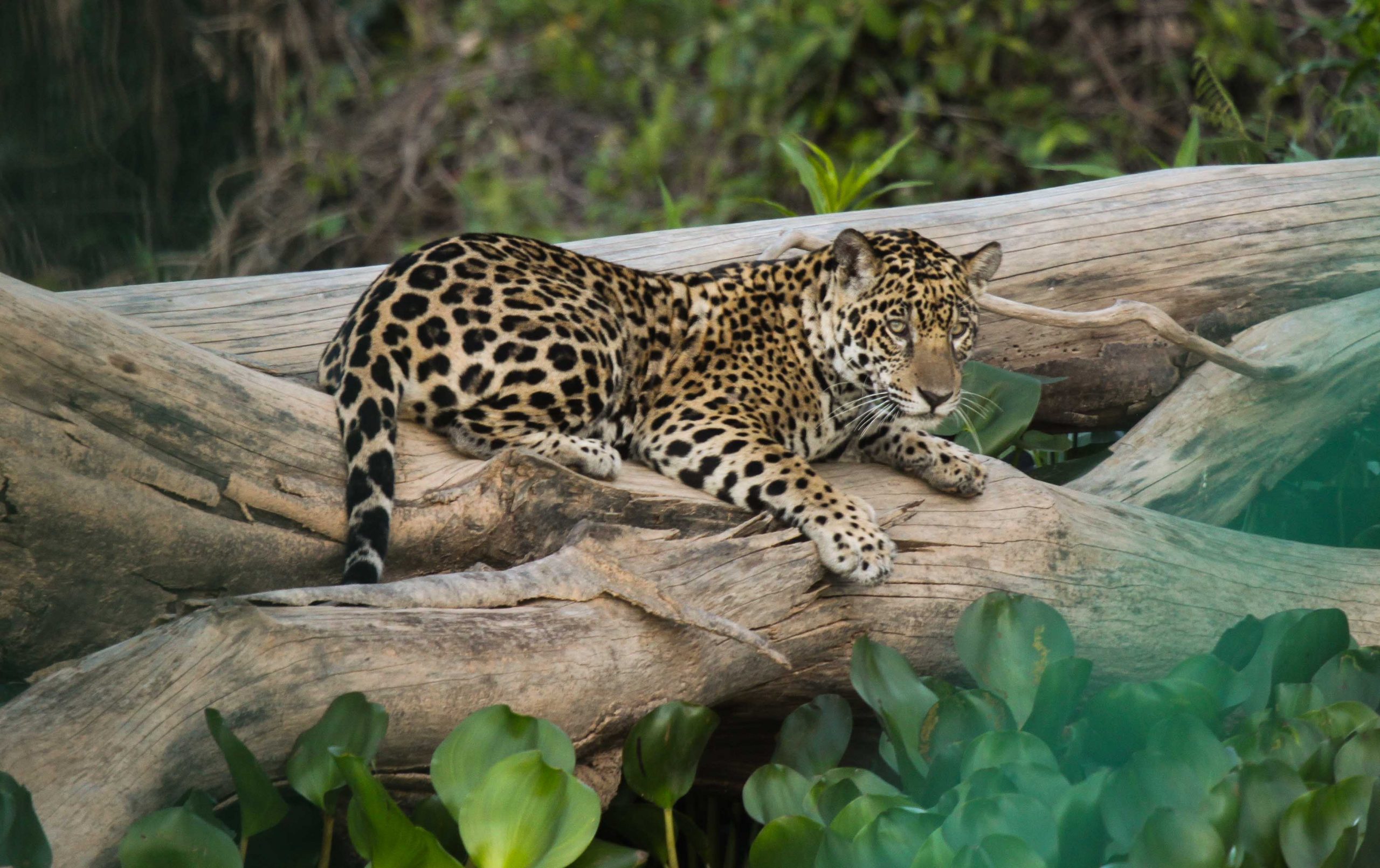 A jaguar is lying on a log