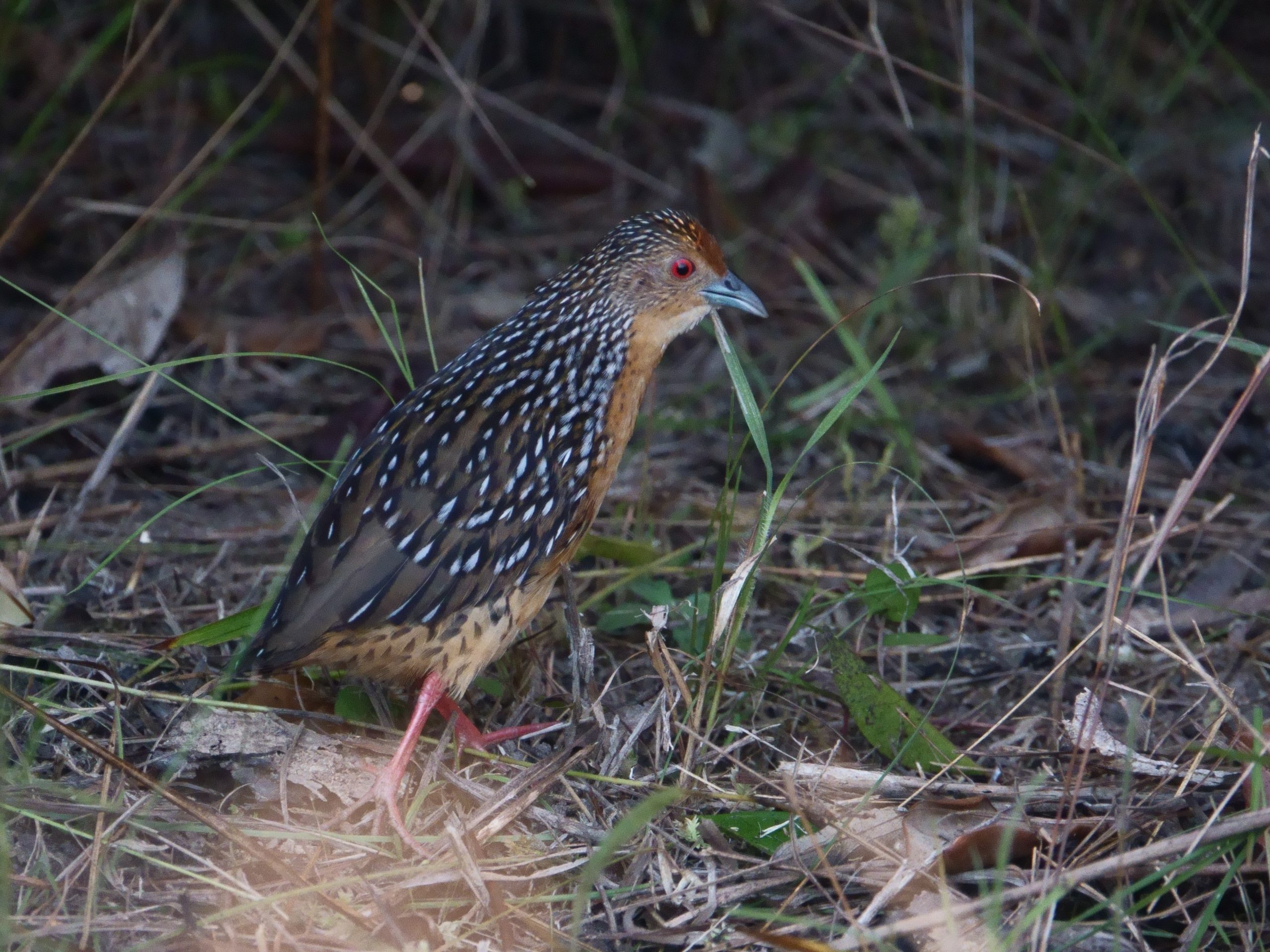 Ocellated Crake sneaking around