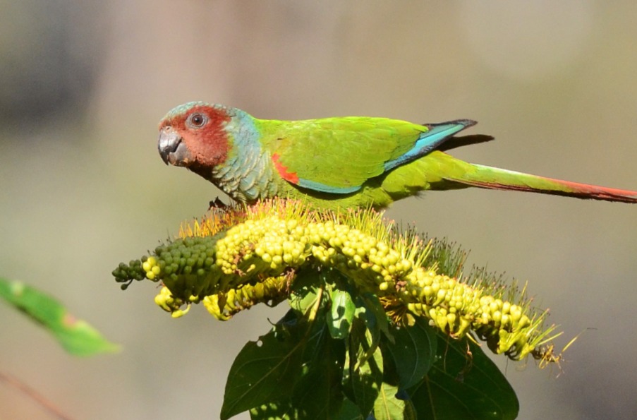 Pfrimer's Parakeet (Pyrrhura pfrimeri)