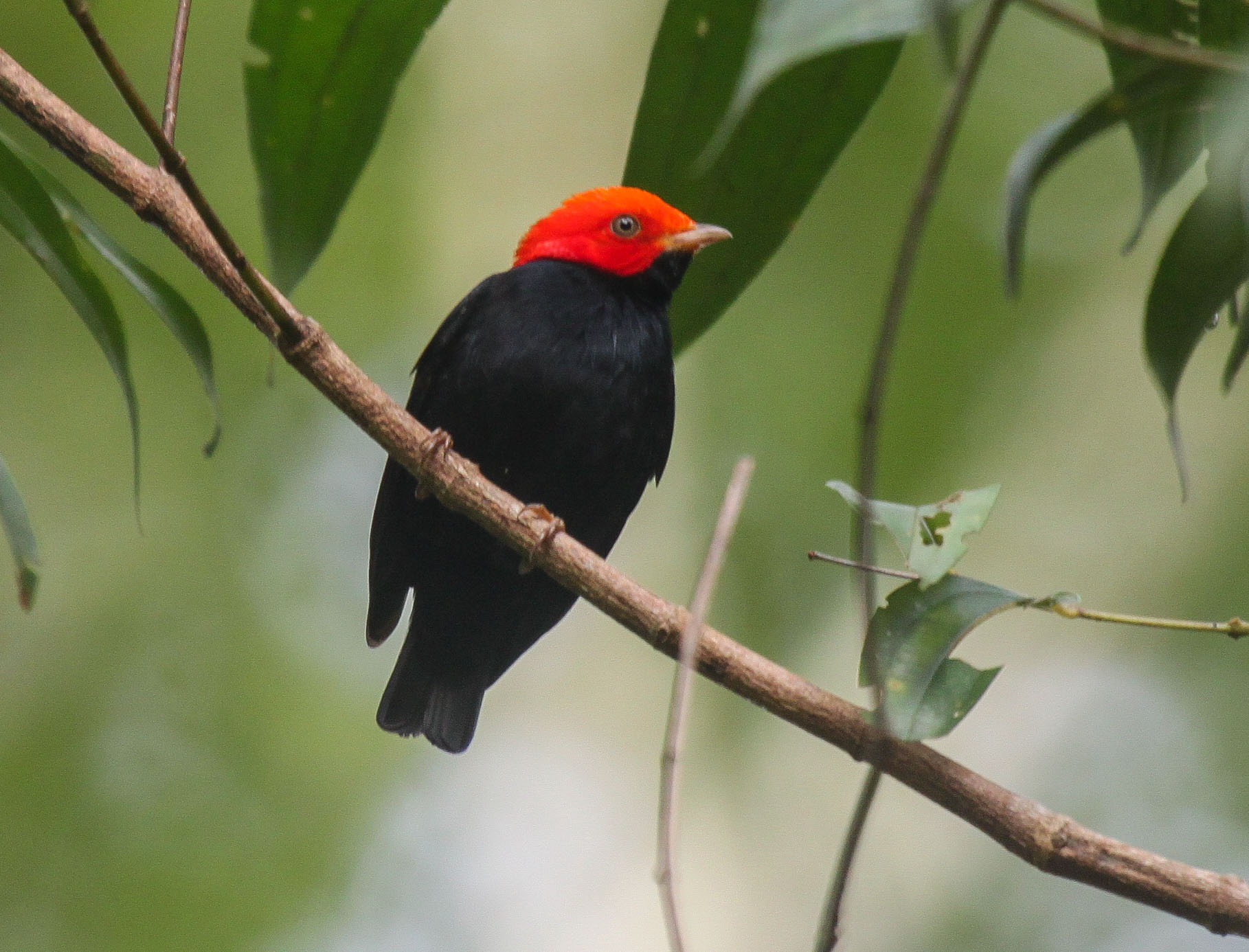 A male Red-headed Manakin perched on a branch