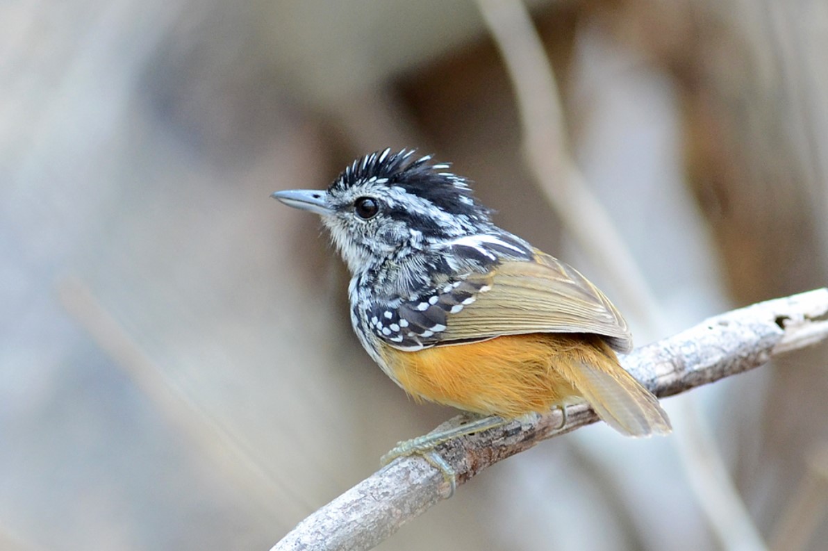 Male Rondonia Warbling Antbird on a branch