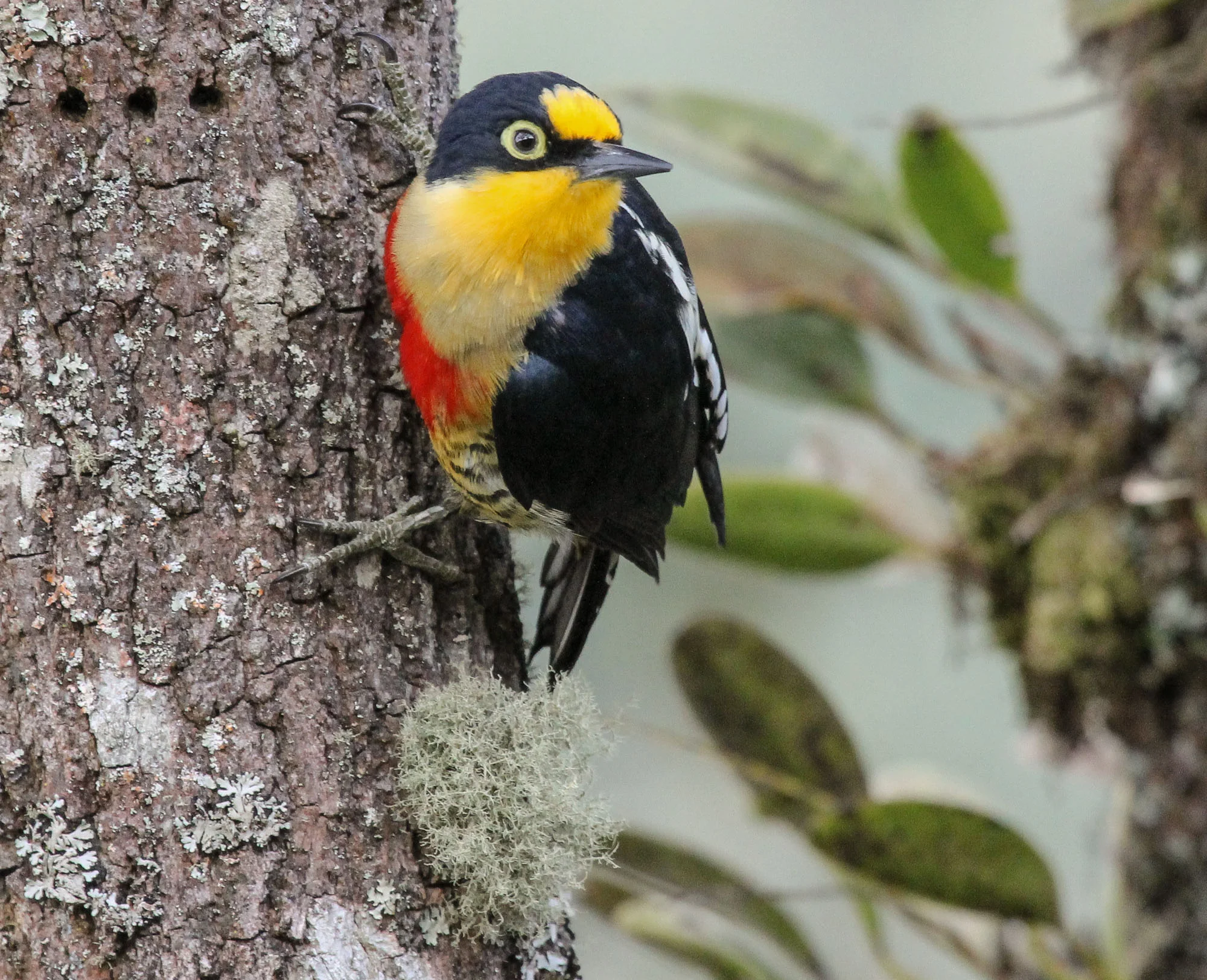 Yellow-fronted Woodpecker (Melanerpes flavifrons)