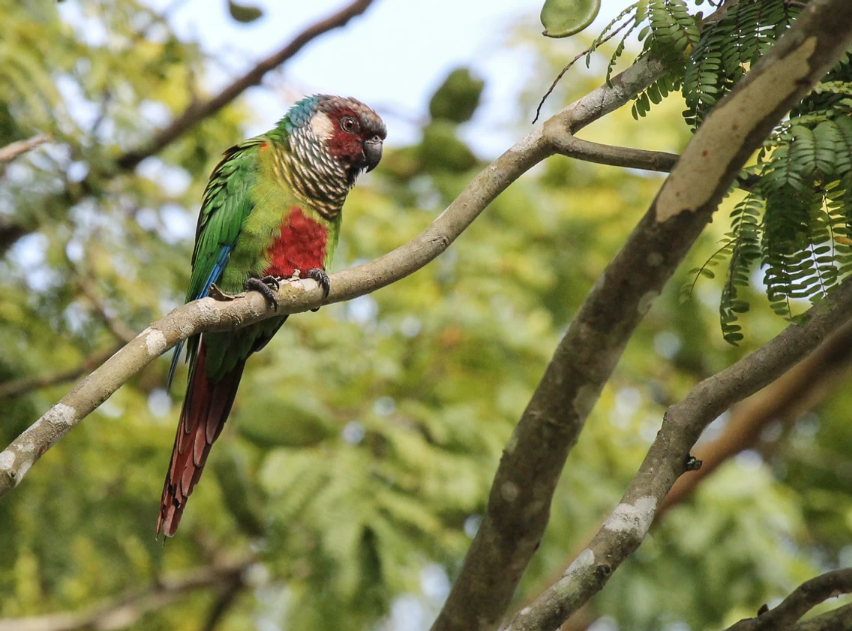 White-eared Parakeet perched on a branch