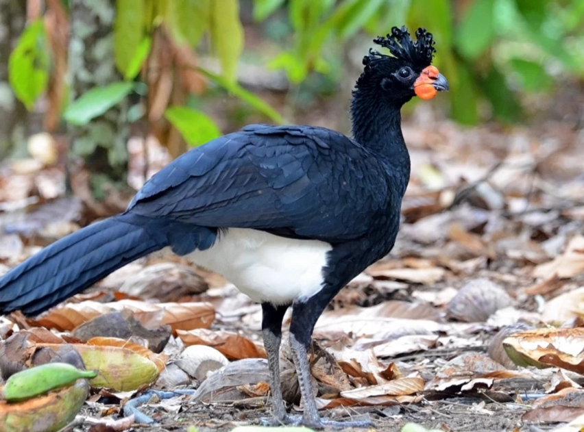 A male Red-billed Curassow standing on the ground