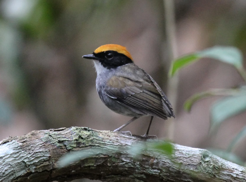 A male Black-cheeked Gnateater (Conopophaga melanops) standing on a log