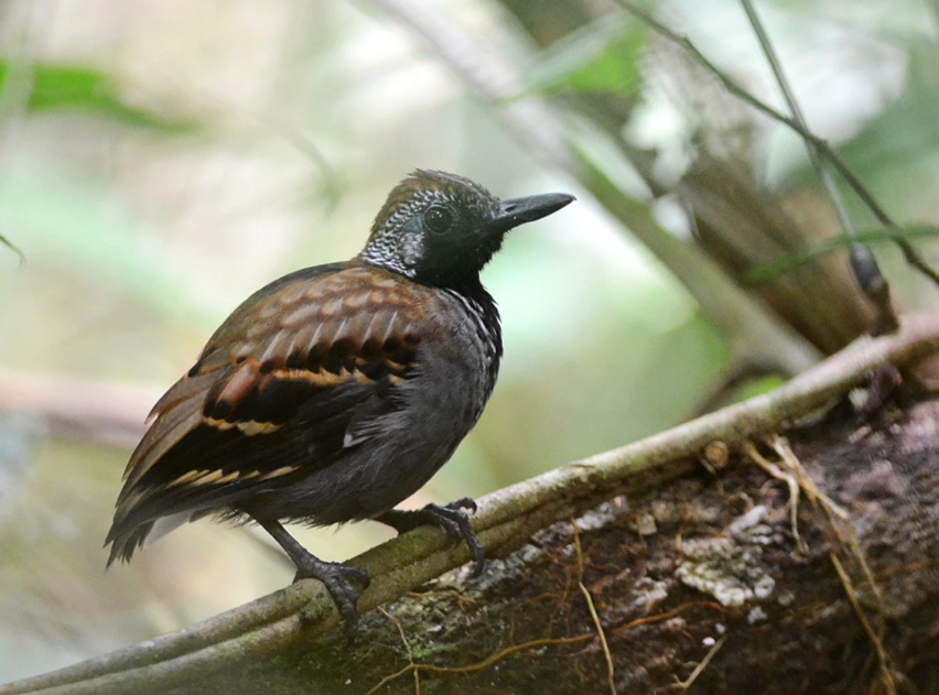 a Wing-banded Antbird sits on a thin branch, just being generally awesome