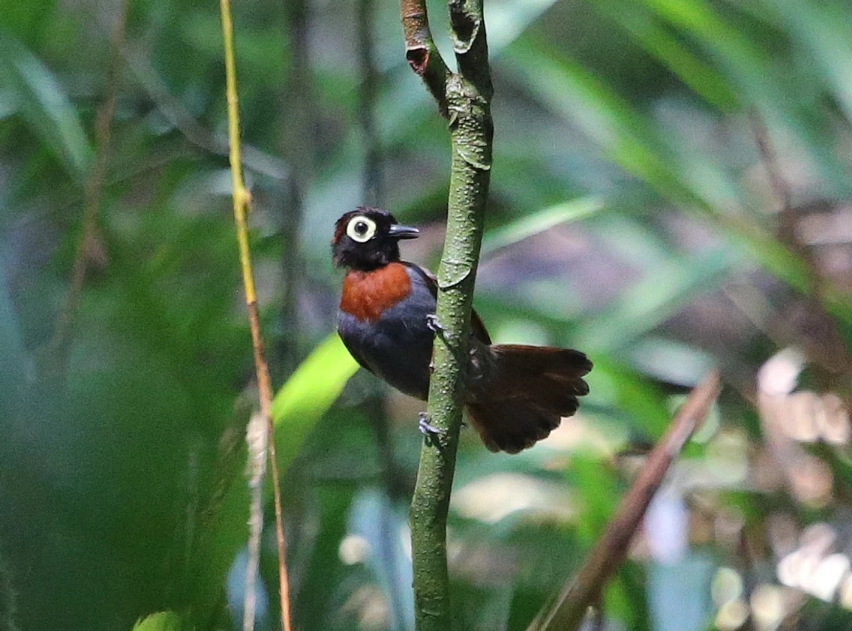 a male Harlequin Antbird perches crosswise on a vertical stem