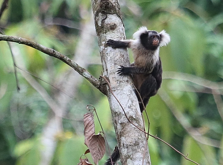 a Black-and-white Tassel-ear Marmoset monkey looks to its left as it clings to a tree trunk