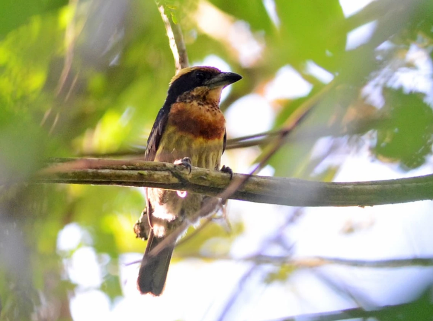 Brown-chested Barbet (Capito brunneipectus)