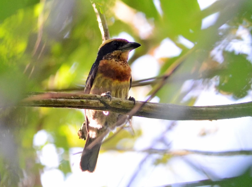 a Brown-chested Barbet perches on a branch