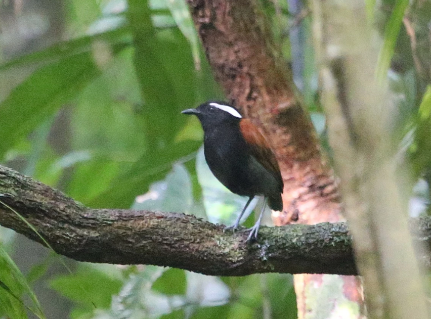 Black-bellied Gnateater (Conopophaga melanogaster)