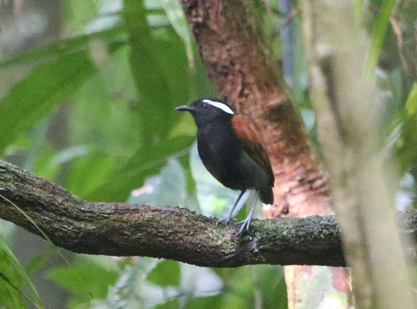 a male Black-bellied Gnateater stands on a branch