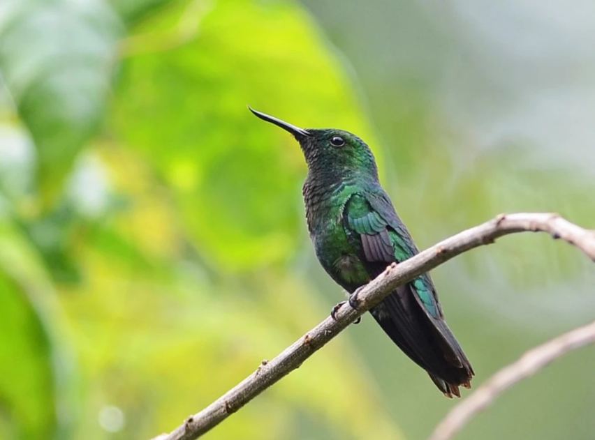 a male Fiery-tailed Awlbill hummingbird sits on a branch