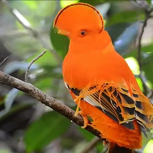 a bright orange male Guianan Cock of the Rock sits on a branch