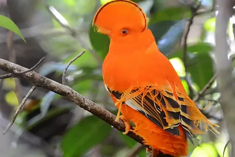 a bright orange male Guianan Cock of the Rock sits on a branch