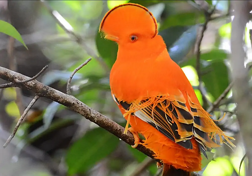 A gaudy orange male Guianan Cock-of-the-Rock sits on a branch
