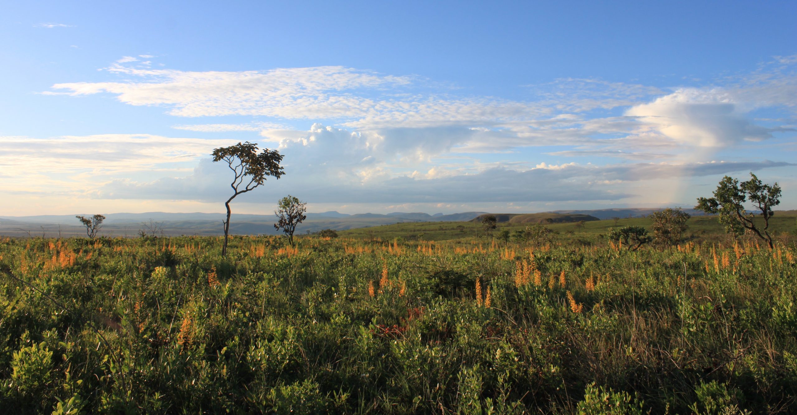 Campo limpo cerrado in the Chapada dos Veadeiros