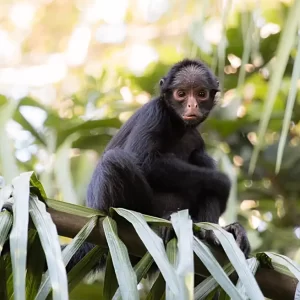 a White-whiskered Spider Monkey sits on a palm frond