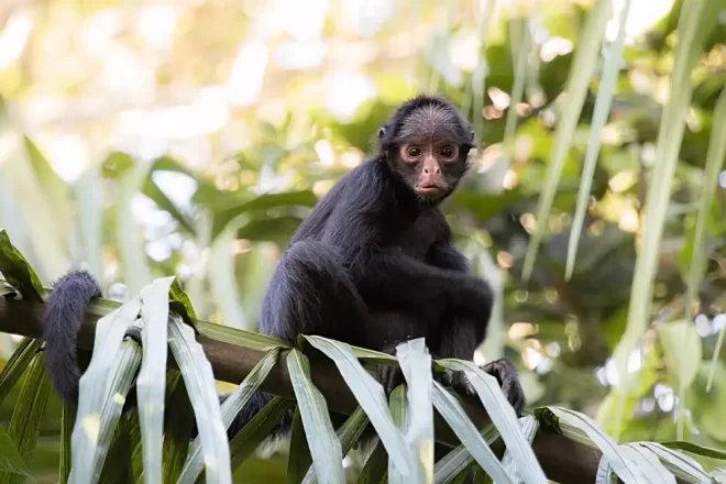 a White-whiskered Spider Monkey sits on a palm frond