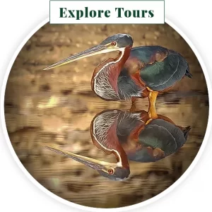 image of an Agami Heron below an Explore Tours button