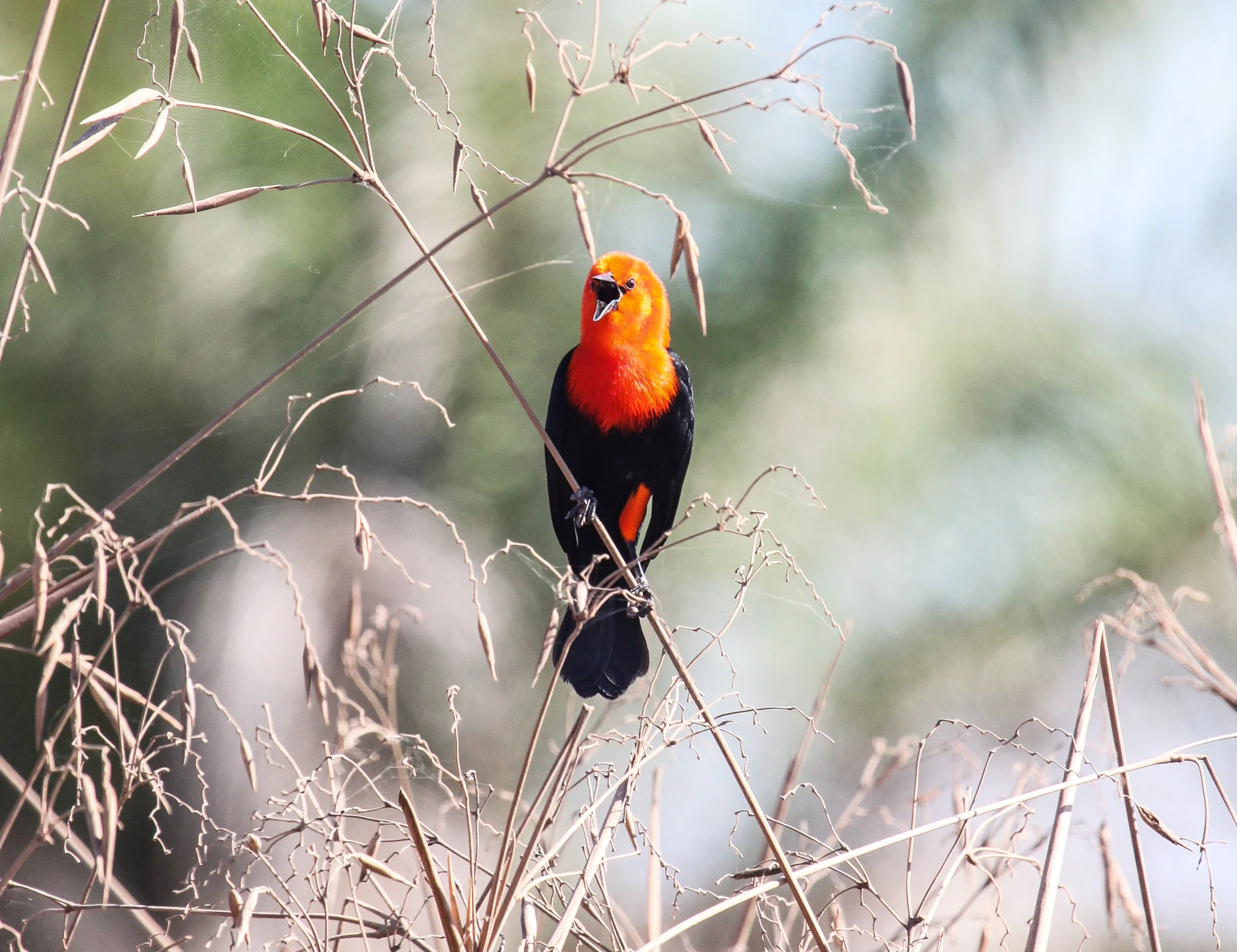 Scarlet-headed Blackbird (Amblyramphus holosericeus) (